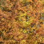 Schwaebische Alb Im Herbst